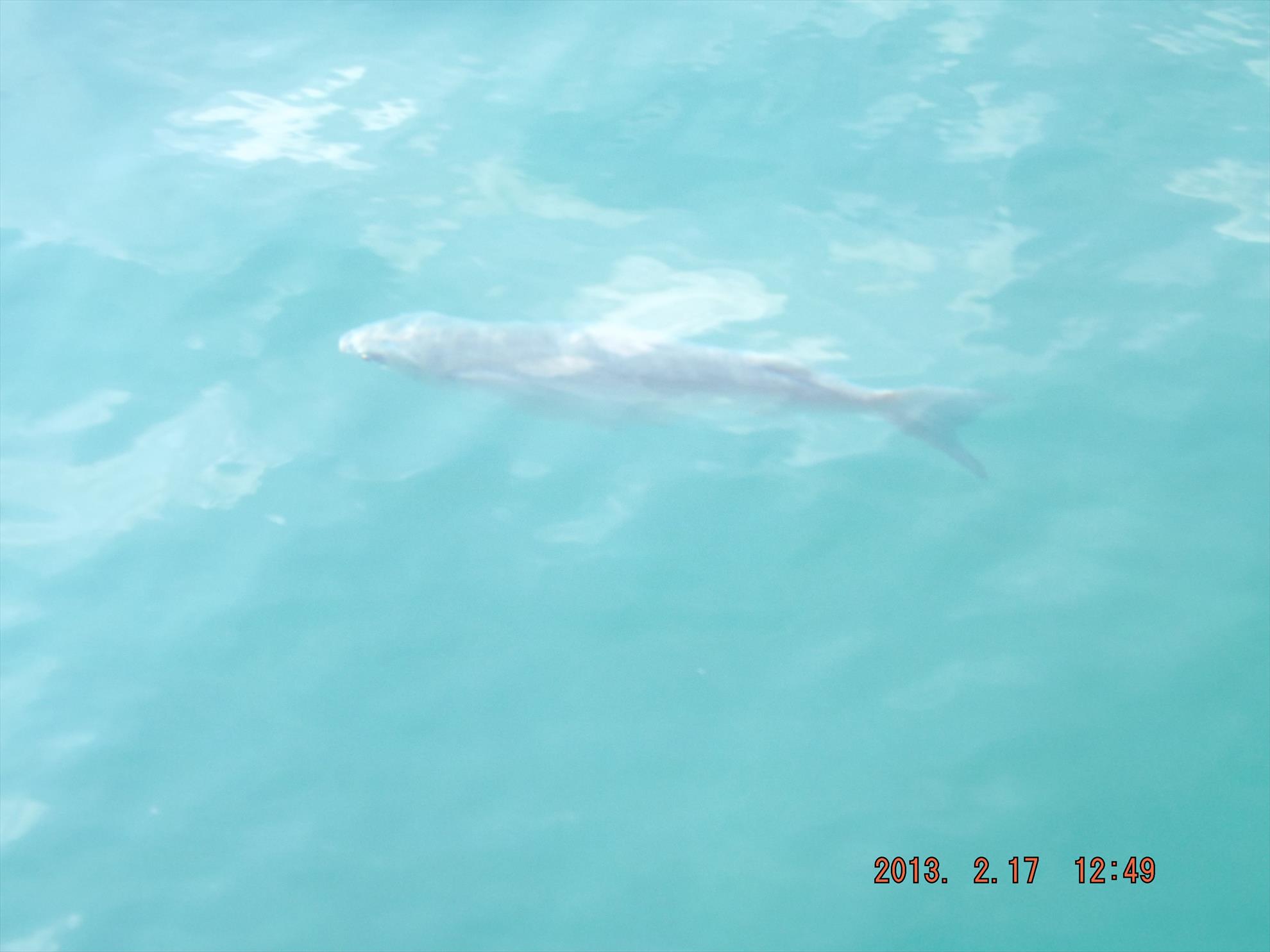 Crapi salbatici si alti pesti - dscf0188.jpg